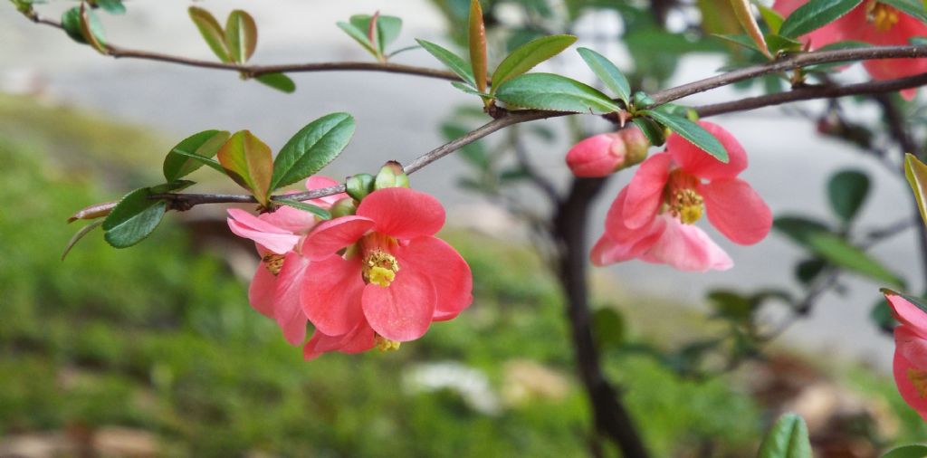 cv di Chaenomeles speciosa (Rosaceae)